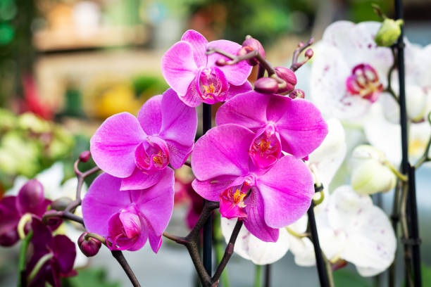 BLANCHARD, Annette